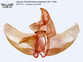 Agnoea (Tubuliferodes) josephinae