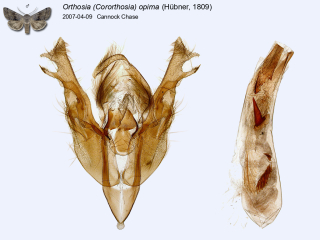 Orthosia (Cororthosia) opima