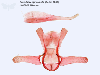Bucculatrix nigricomella