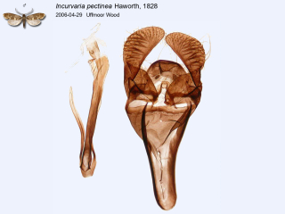 Incurvaria pectinea
