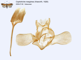 Coptotriche marginea