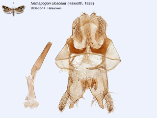 Nemapogon cloacella