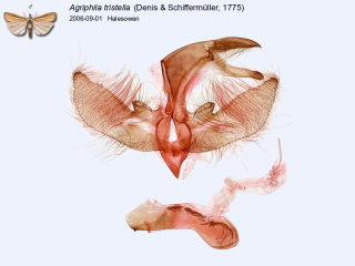 Agriphila tristella