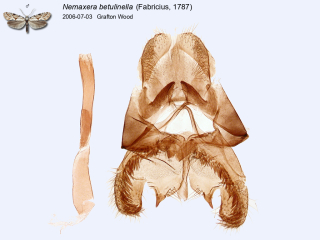 Nemaxera betulinella