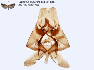 Triaxomera parasitella