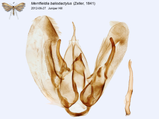 Merrifieldia baliodactylus