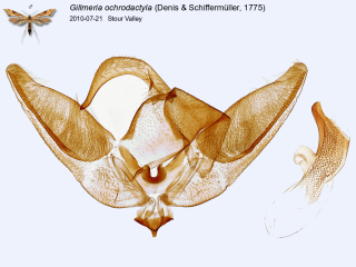 Gillmeria ochrodactyla