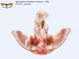 Agonopterix heracliana