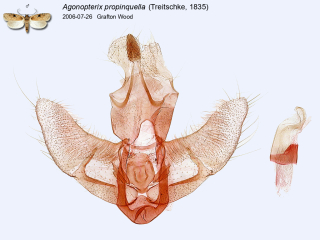 Agonopterix propinquella