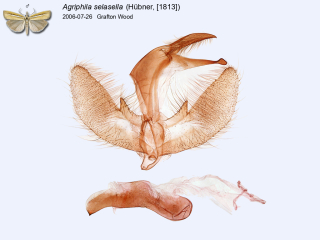 Agriphila selasella