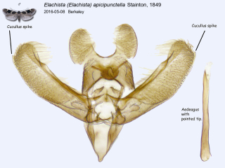 Elachista (Elachista) apicipunctella