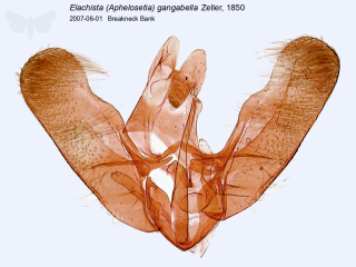 Elachista (Aphelosetia) gangabella