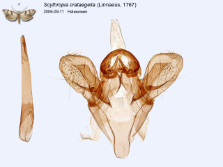 Scythropia crataegella