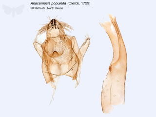Anacampsis populella