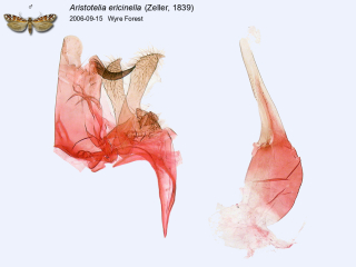 Aristotelia ericinella