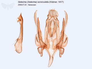 Gelechia (Gelechia) sororculella