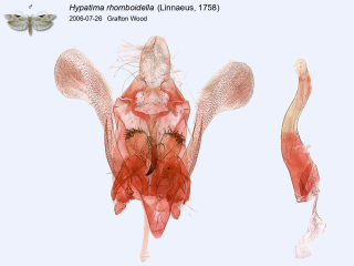 Hypatima rhomboidella