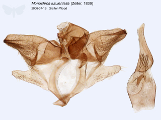 Monochroa lutulentella