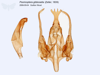 Psoricoptera gibbosella