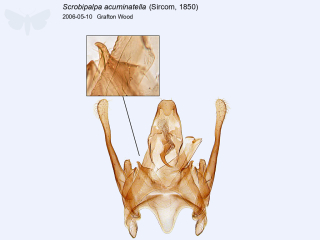 Scrobipalpa acuminatella