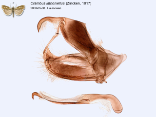 Crambus lathoniellus