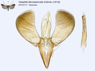 Caloptilia falconipennella
