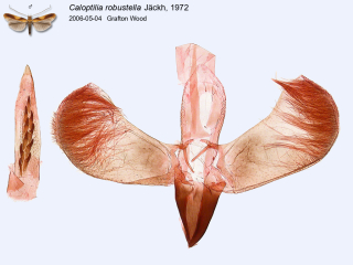 Caloptilia robustella