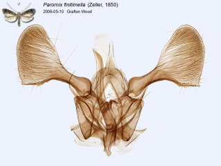 Parornix finitimella