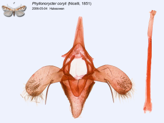 Phyllonorycter coryli