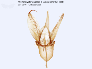 Phyllonorycter dubitella