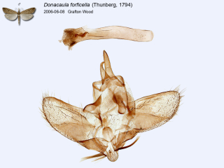 Donacaula forficella