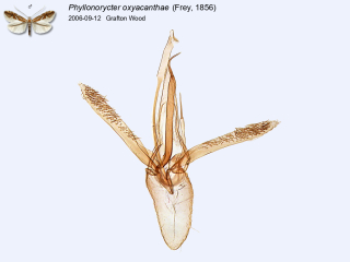 Phyllonorycter oxyacanthae