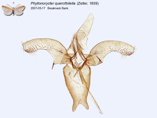 Phyllonorycter quercifoliella