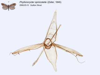 Phyllonorycter spinicolella