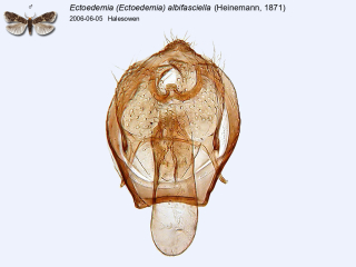 Ectoedemia (Ectoedemia) albifasciella