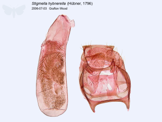 Stigmella hybnerella