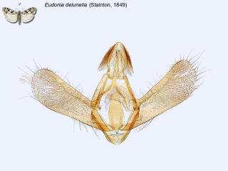 Eudonia delunella