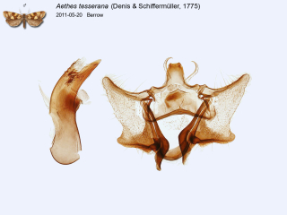 Aethes tesserana