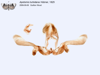 Apotomis turbidana