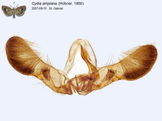 Cydia amplana