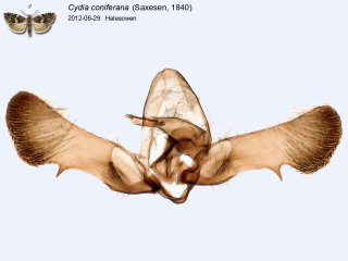 Cydia coniferana