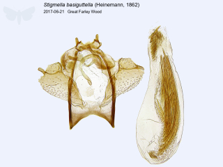 Stigmella basiguttella