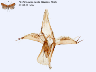 Phyllonorycter nicellii