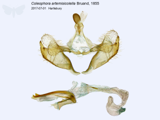 Coleophora artemisicolella