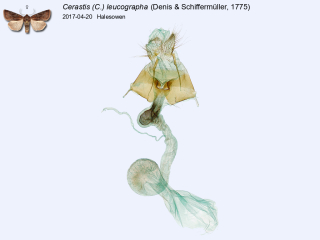 Cerastis (C.) leucographa