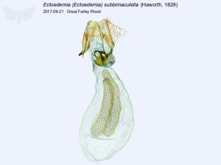 Ectoedemia (Ectoedemia) subbimaculella