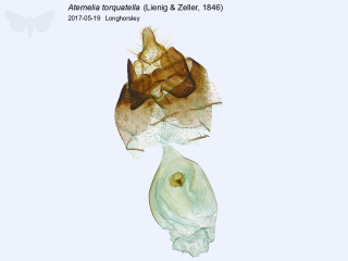 Atemelia torquatella