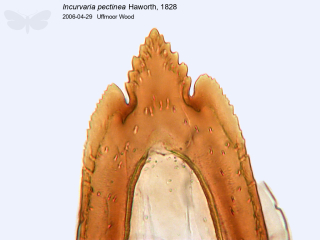 Incurvaria pectinea