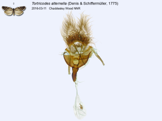 Tortricodes alternella