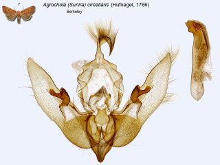 Agrochola (Sunira) circellaris